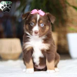 Zinna, Miniature Australian Shepherd Puppy